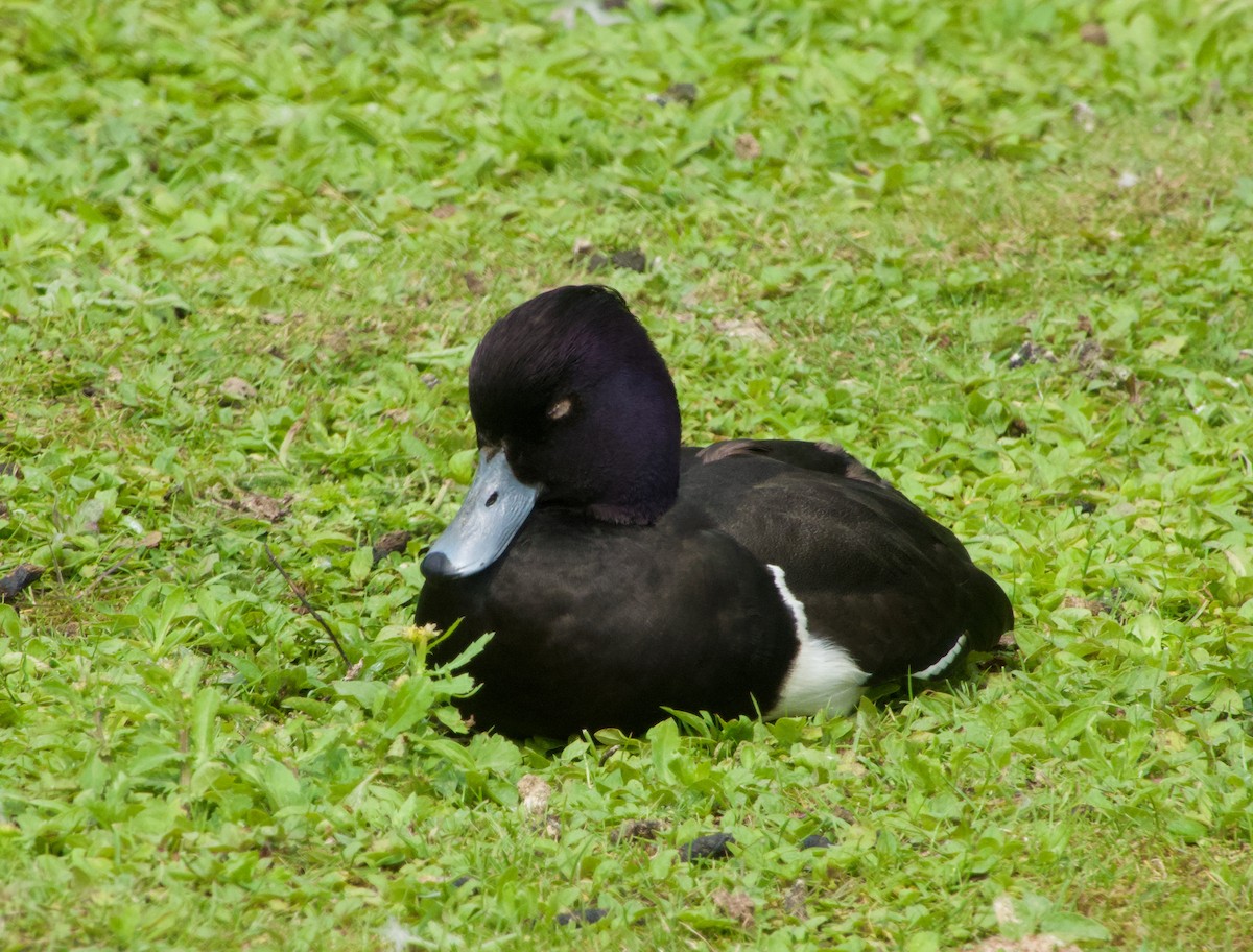 Tufted Duck - ML619175979