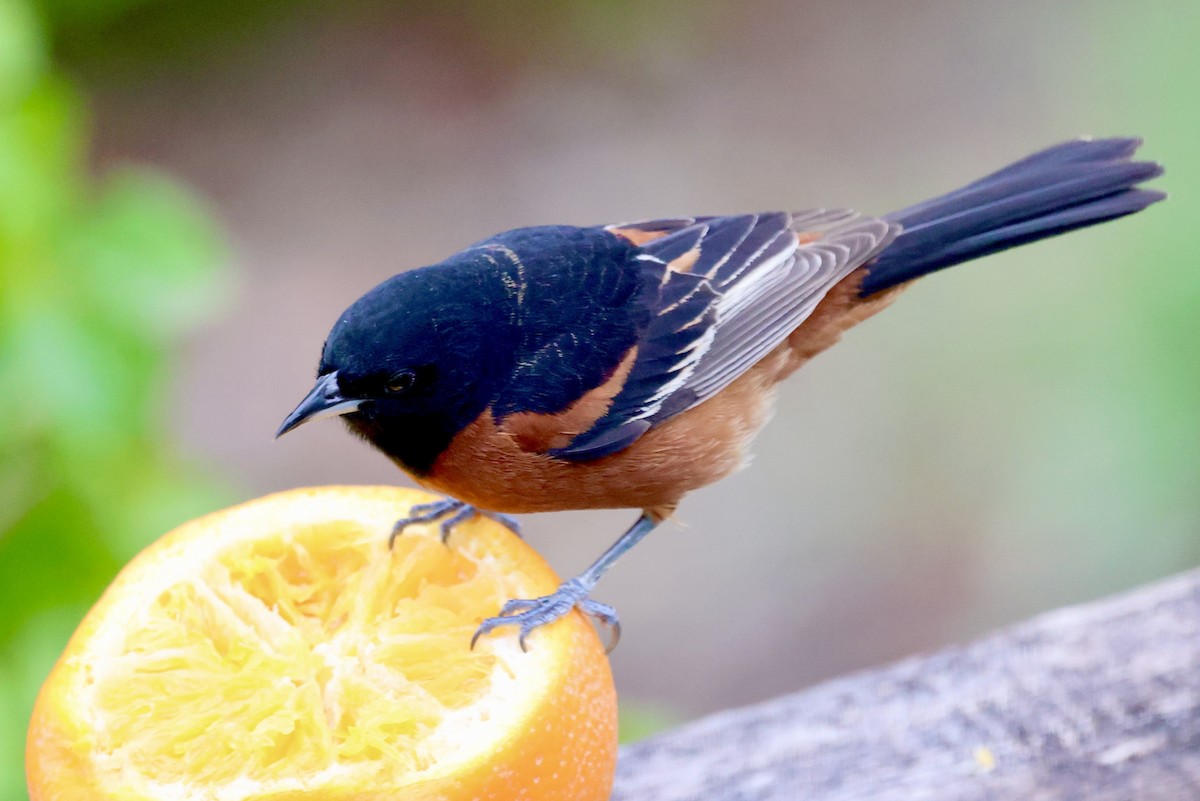 Orchard Oriole - ML619176017