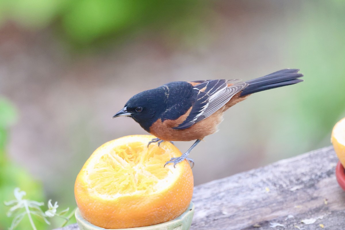 Orchard Oriole - ML619176018