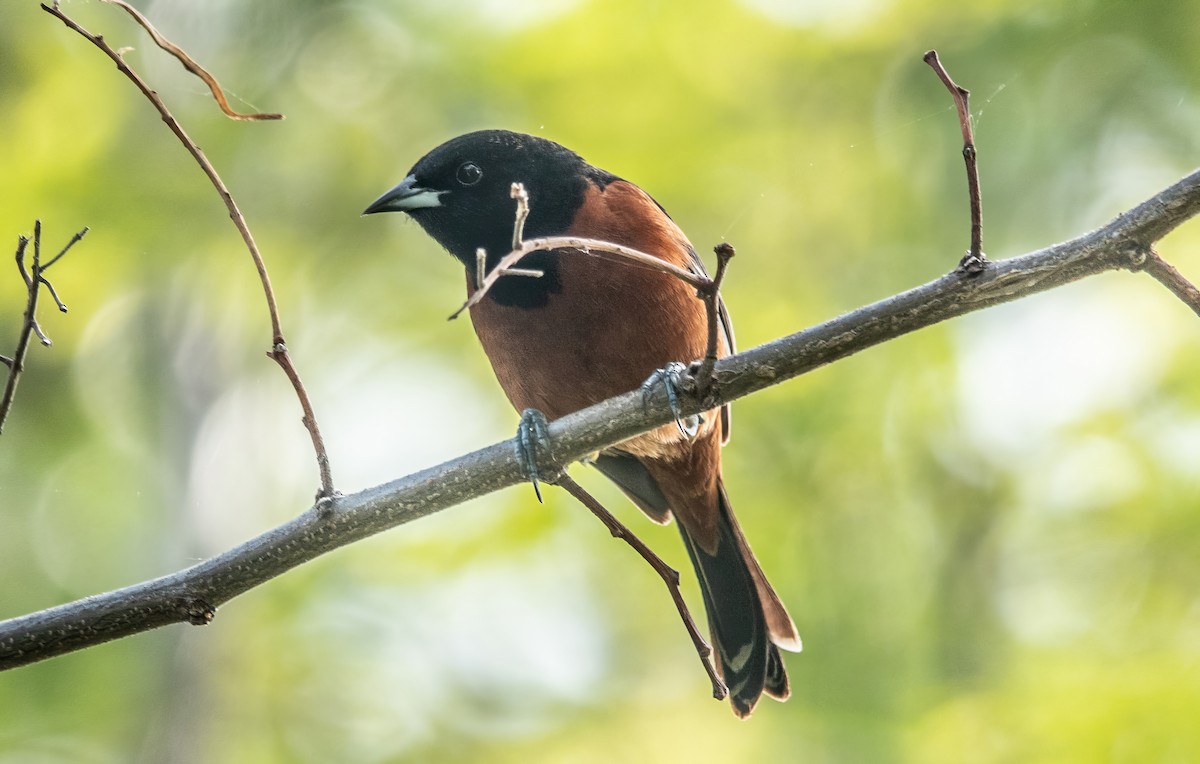 Orchard Oriole - ML619176041
