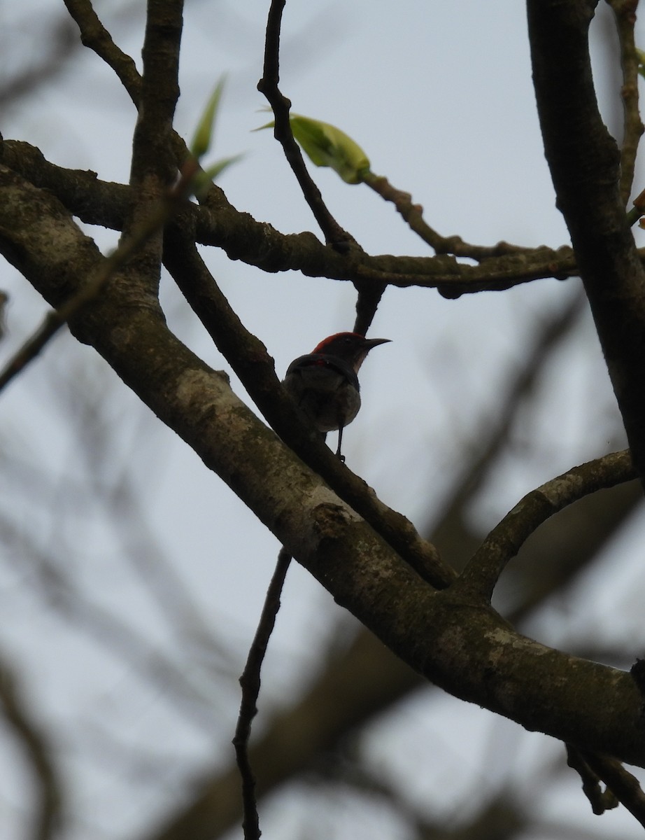 Scarlet-backed Flowerpecker - ML619176042