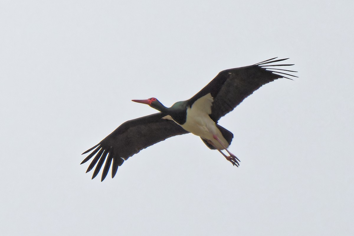 Black Stork - ML619176044