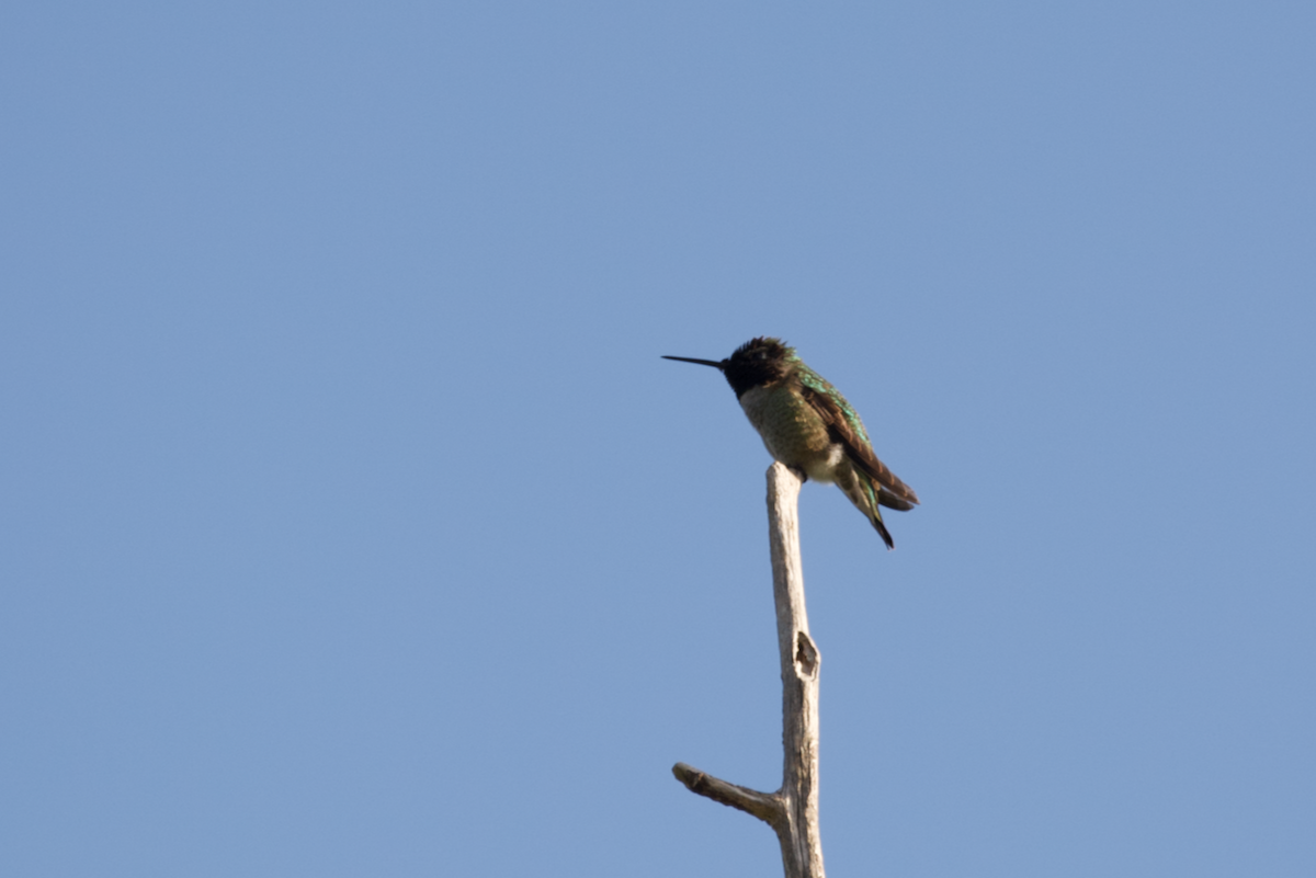 Anna's Hummingbird - ML619176059