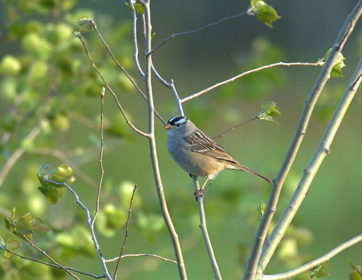 White-crowned Sparrow - ML619176065