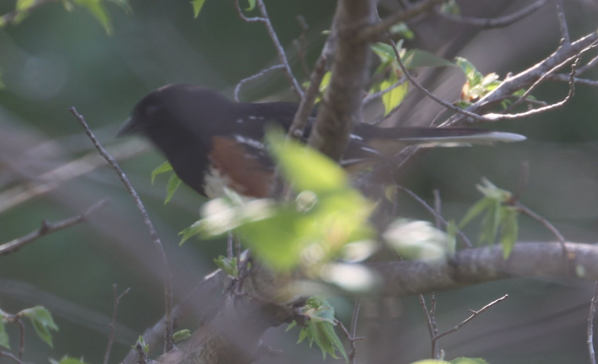 Spotted Towhee (arcticus) - ML619176088