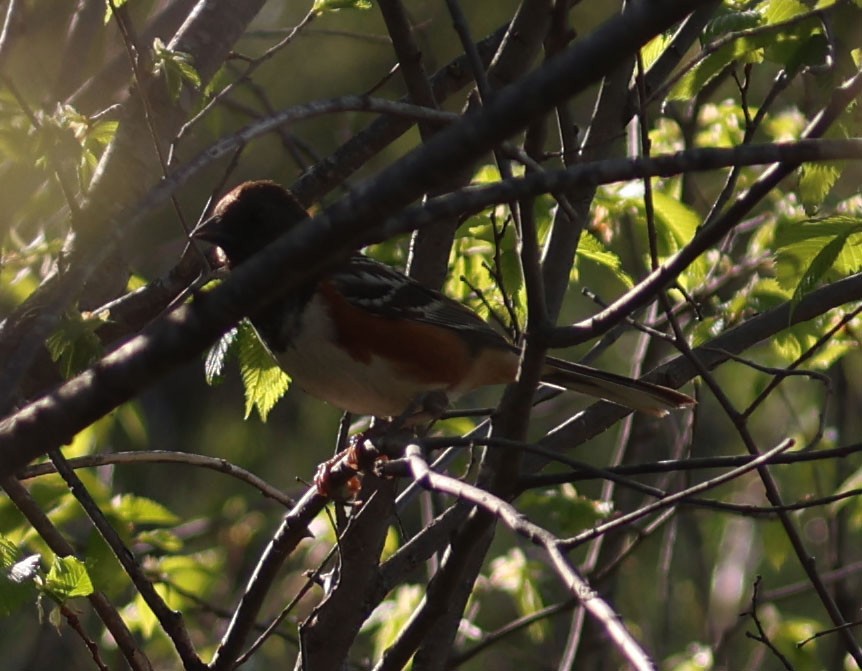 Spotted Towhee (arcticus) - ML619176089