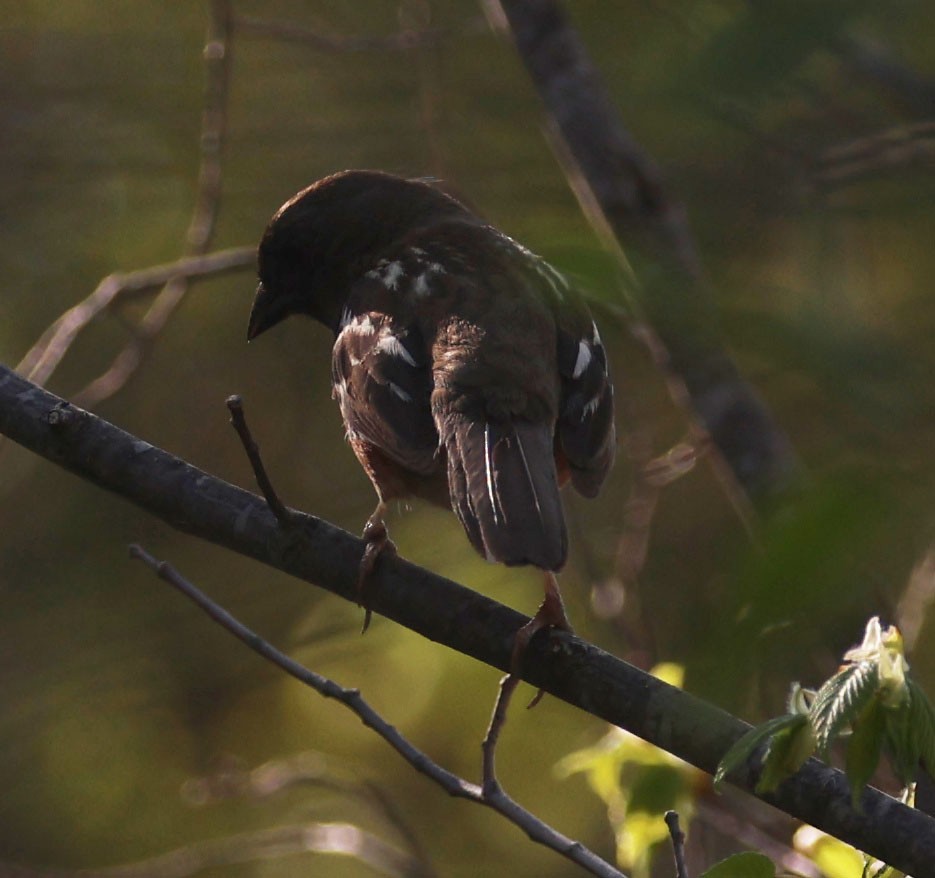 Spotted Towhee (arcticus) - ML619176090