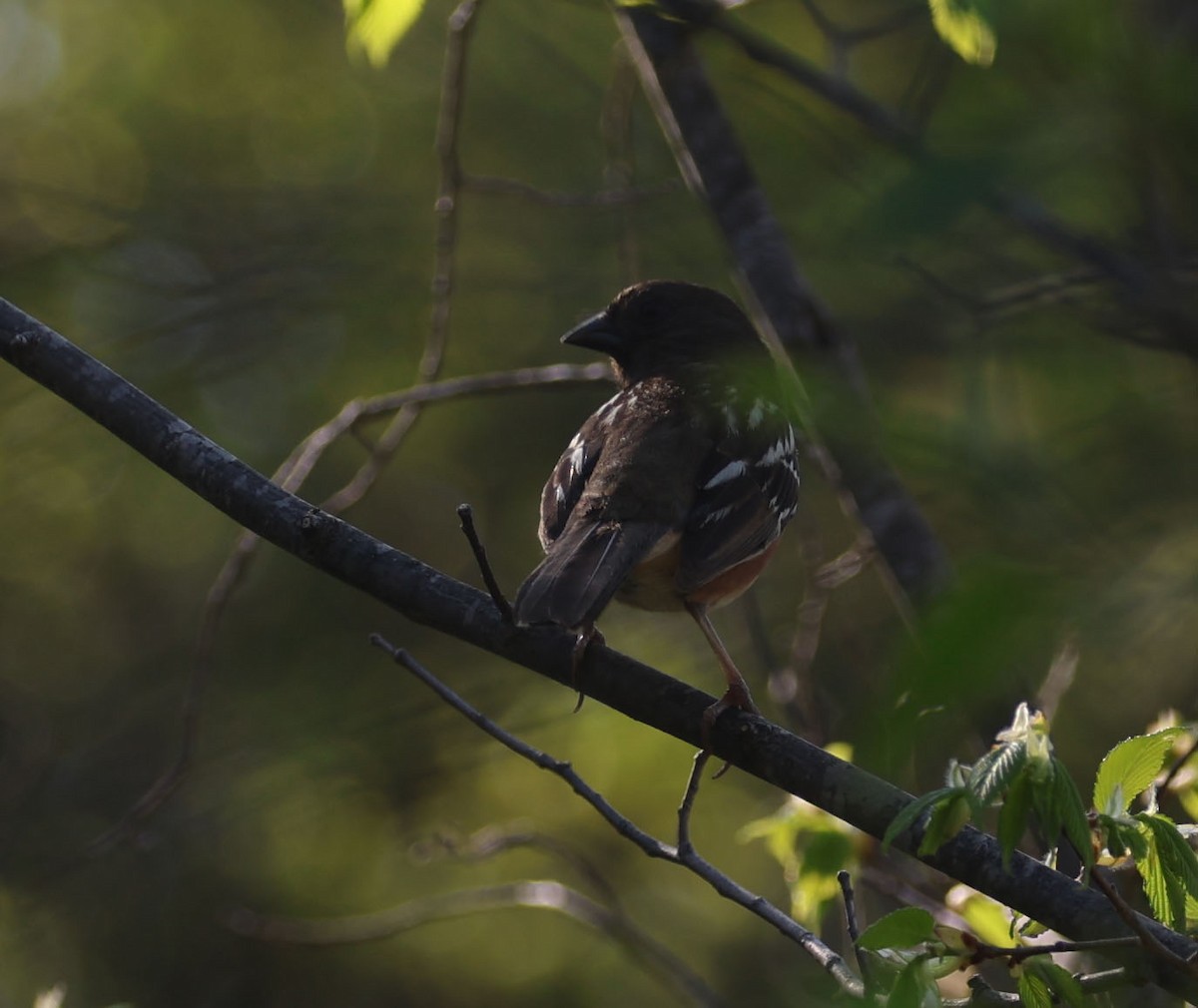 Spotted Towhee (arcticus) - ML619176091