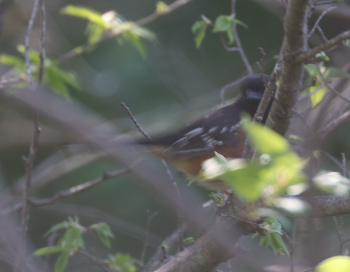 Spotted Towhee (arcticus) - ML619176092