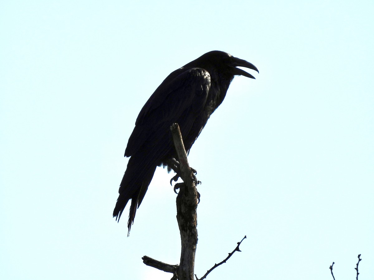 Common Raven - ML619176093