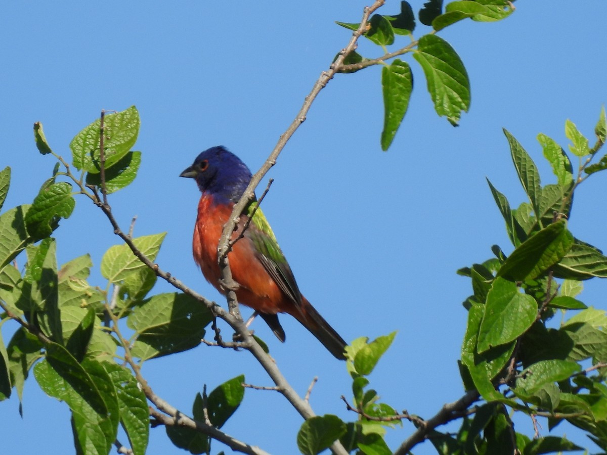 Painted Bunting - ML619176112