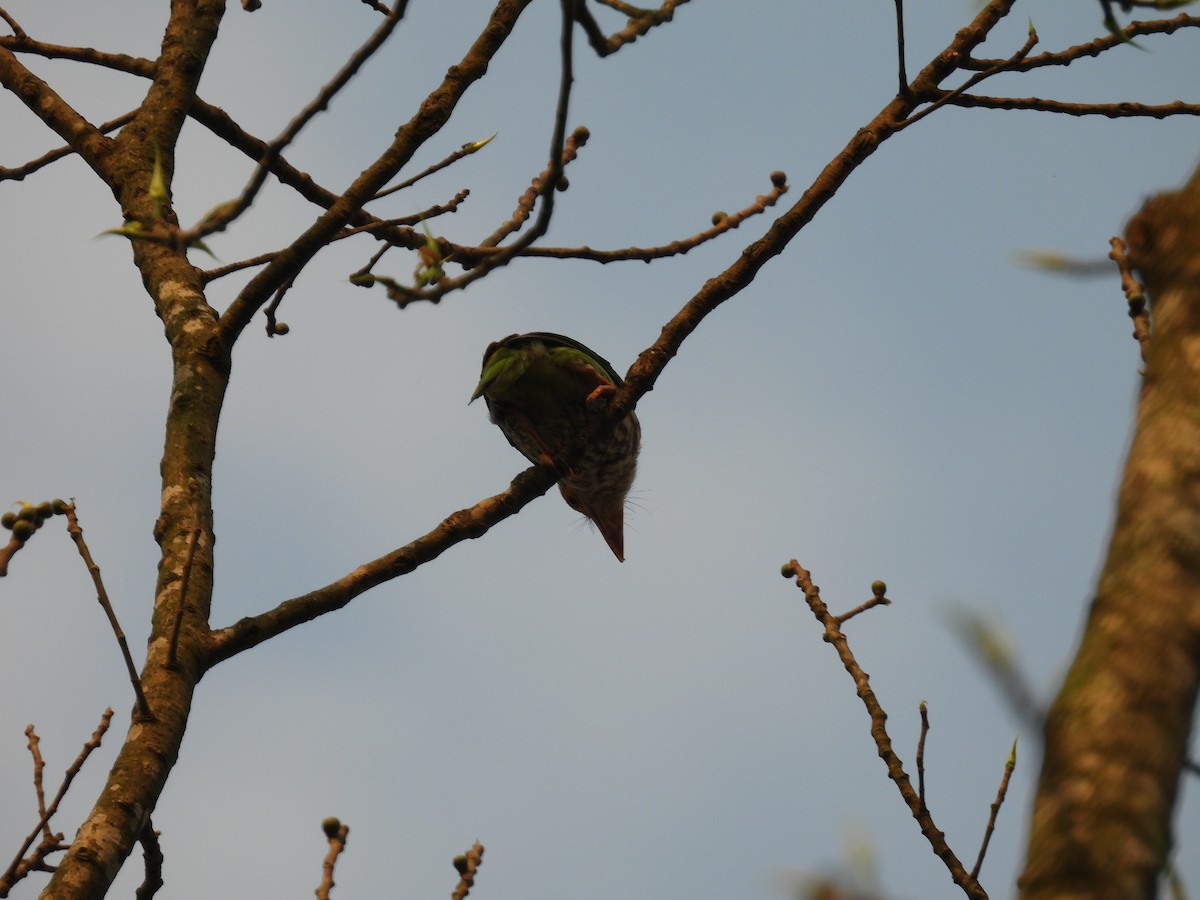 Lineated Barbet - ML619176127