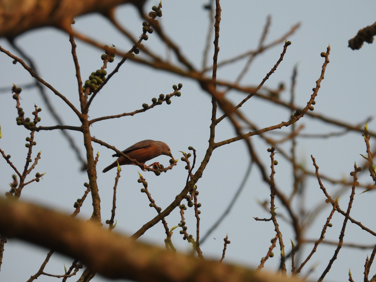 Chestnut-tailed Starling - ML619176141