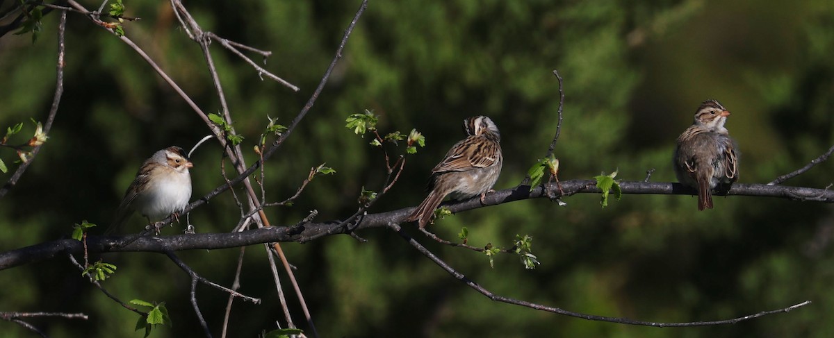 Clay-colored Sparrow - ML619176157