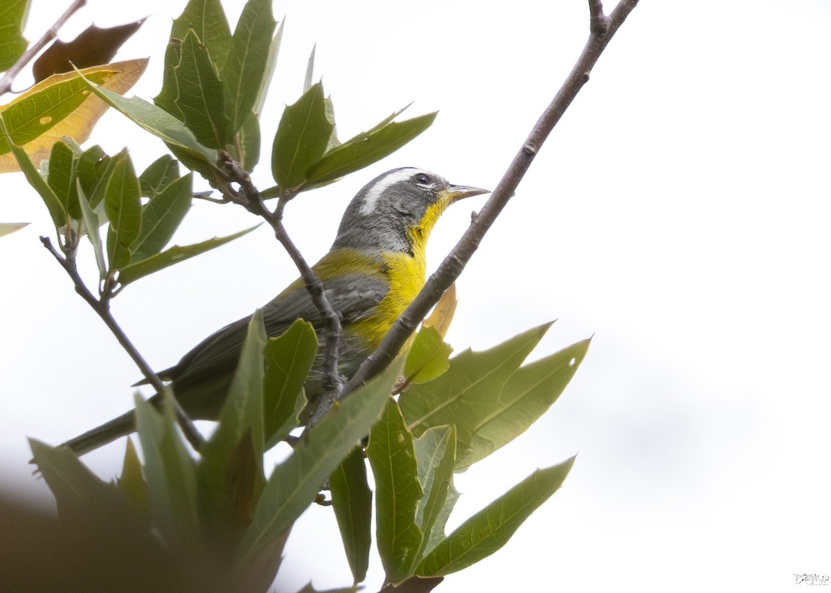 Crescent-chested Warbler - ML619176308