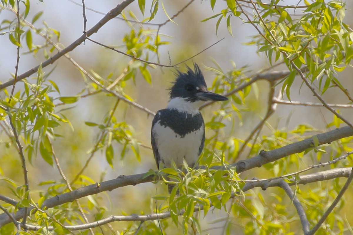 Belted Kingfisher - ML619176342