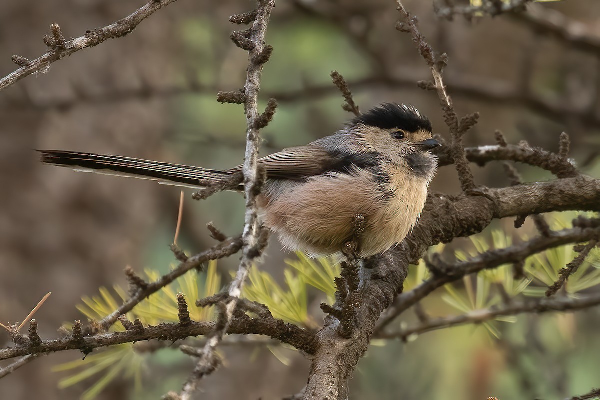 Silver-throated Tit - ML619176354