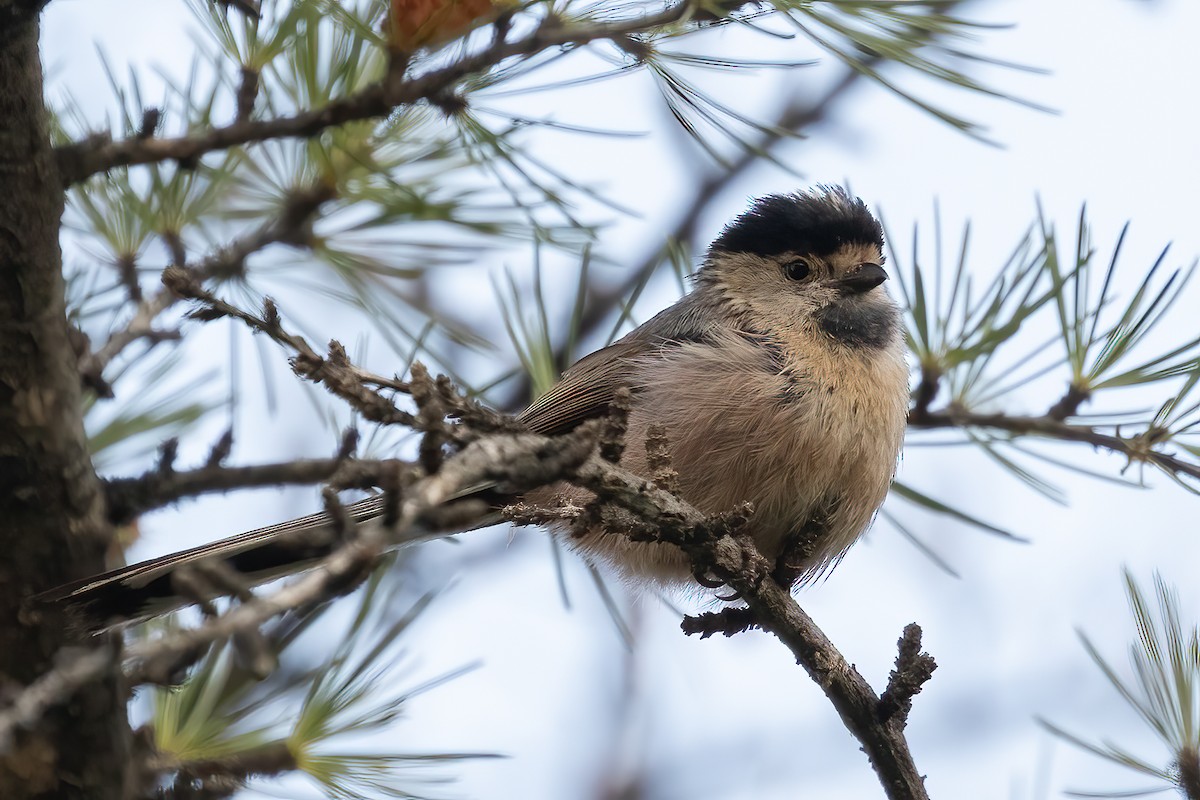 Silver-throated Tit - ML619176355