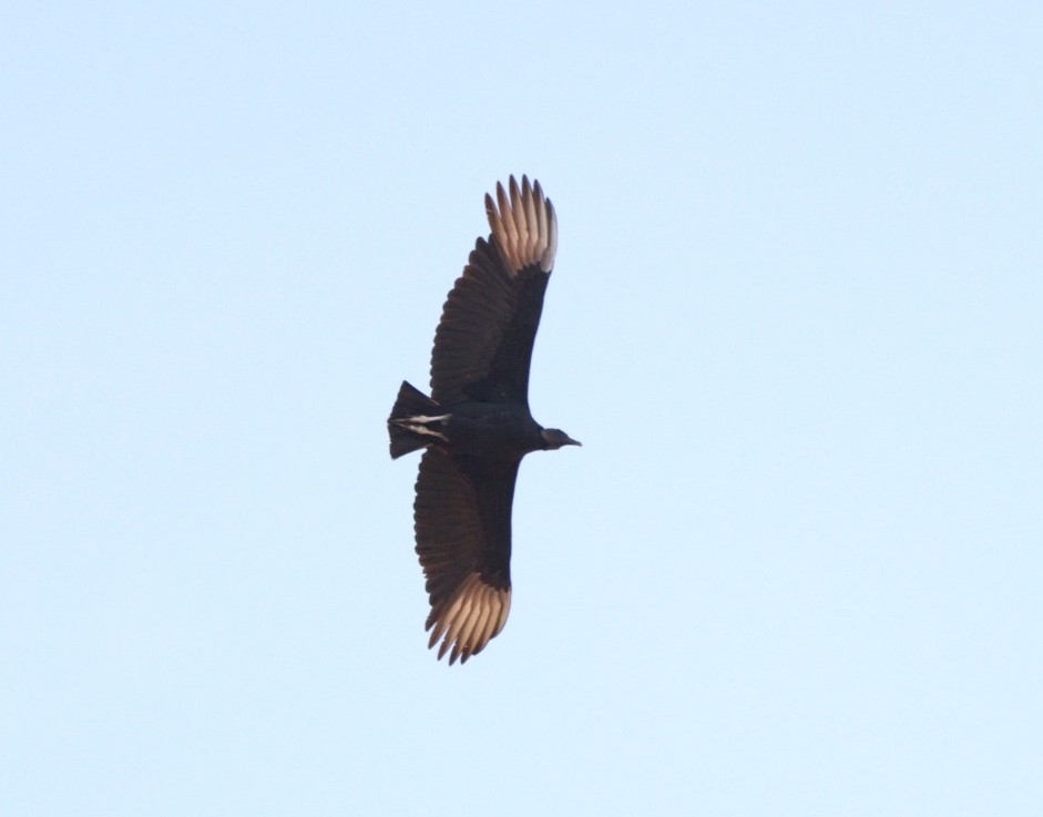 Black Vulture - ML619176371
