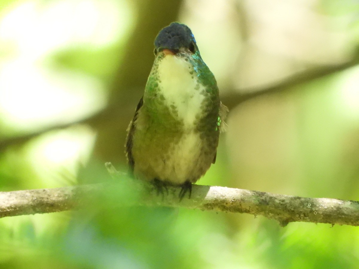 Azure-crowned Hummingbird - ML619176375