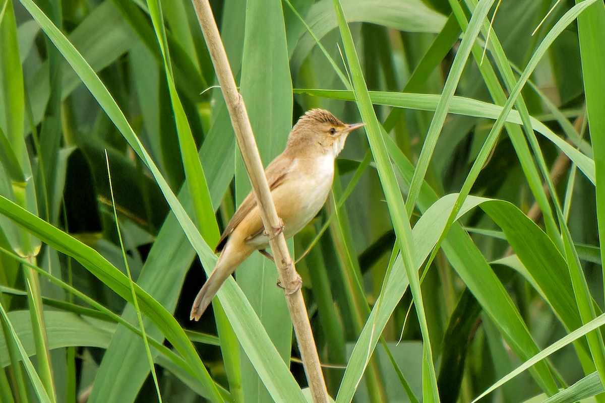 Common Reed Warbler - ML619176377
