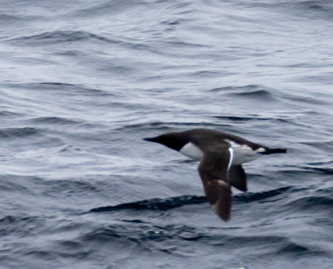 Thick-billed Murre - ML619176379