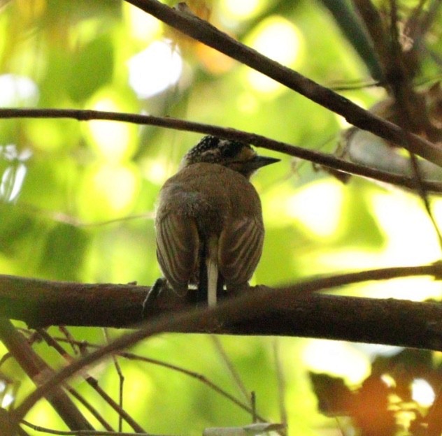 White-barred Piculet - ML619176397