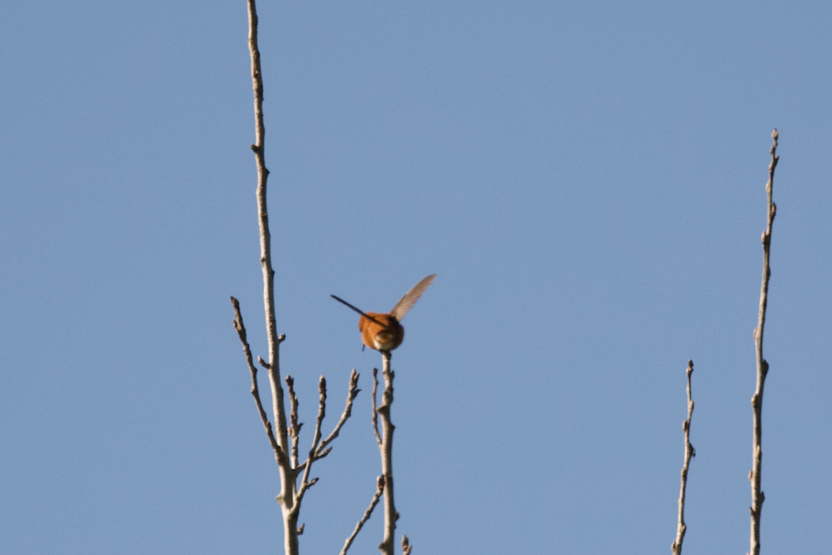 Rufous Hummingbird - ML619176439