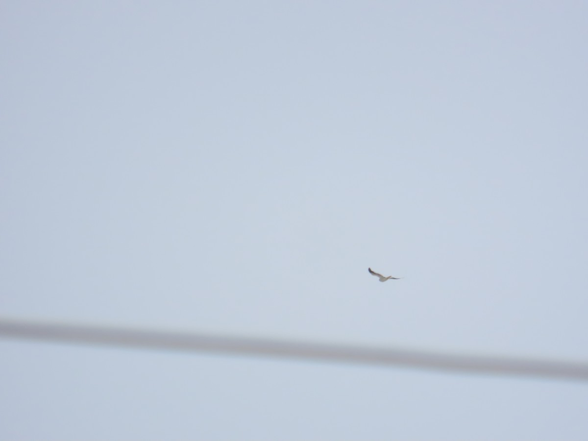 Black-winged Kite - ML619176480