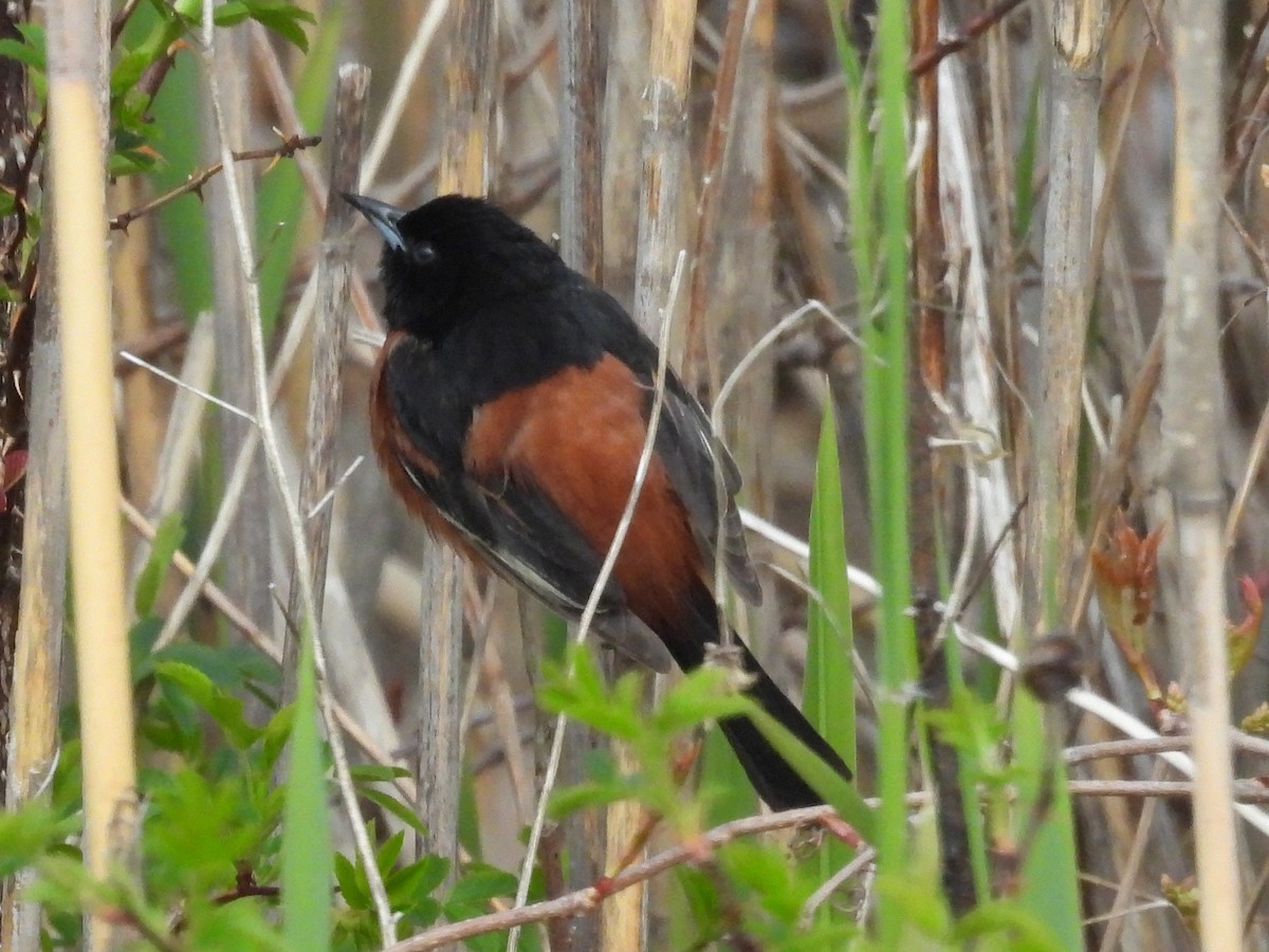 Orchard Oriole - ML619176559