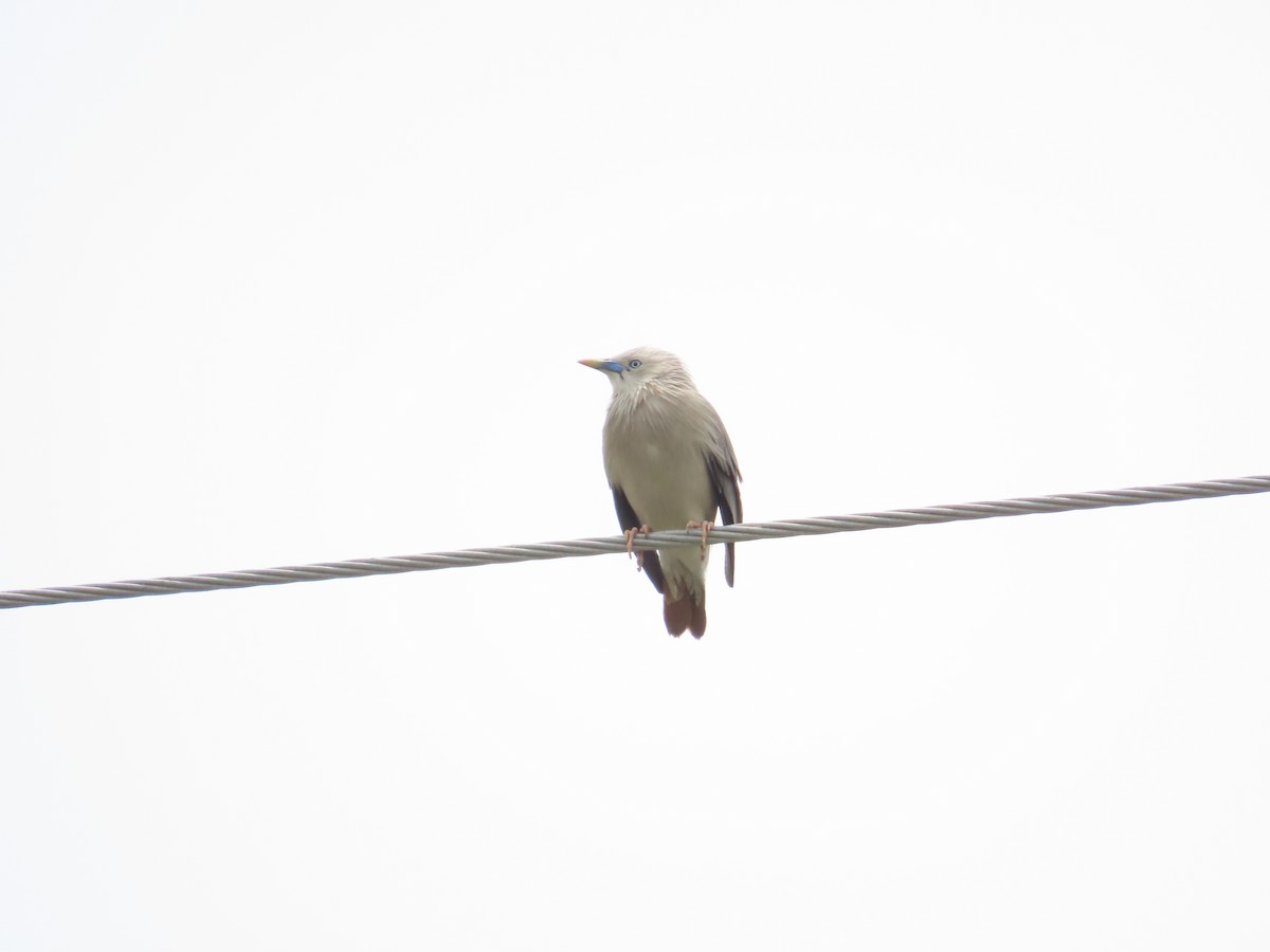 Chestnut-tailed Starling - ML619176594
