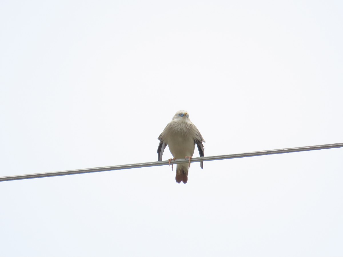 Chestnut-tailed Starling - ML619176595