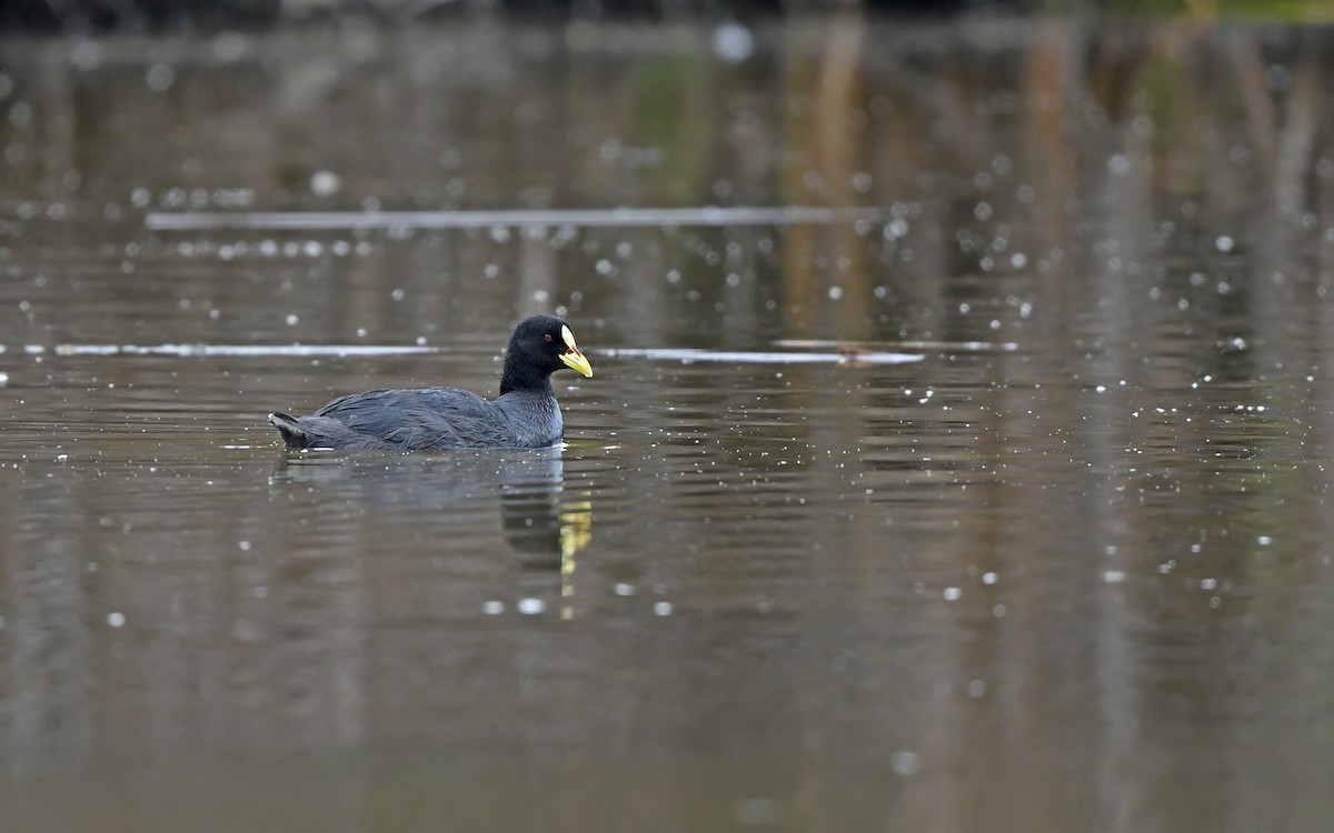 Red-gartered Coot - ML619176604