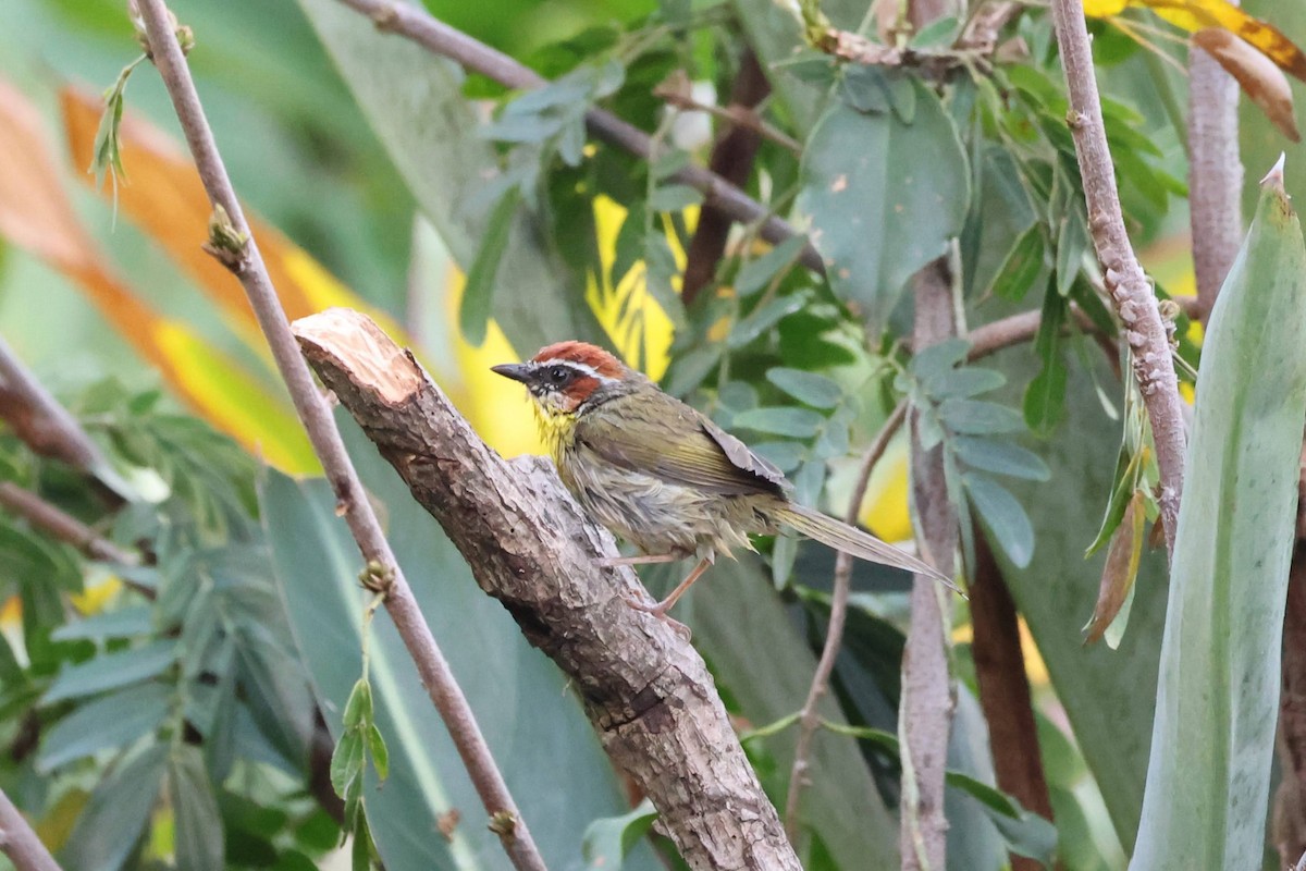 Rufous-capped Warbler - ML619176606