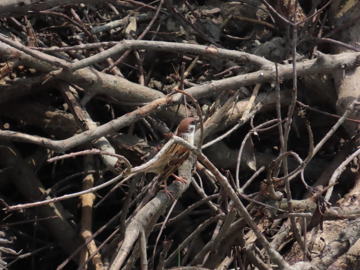 Eurasian Tree Sparrow - ML619176608