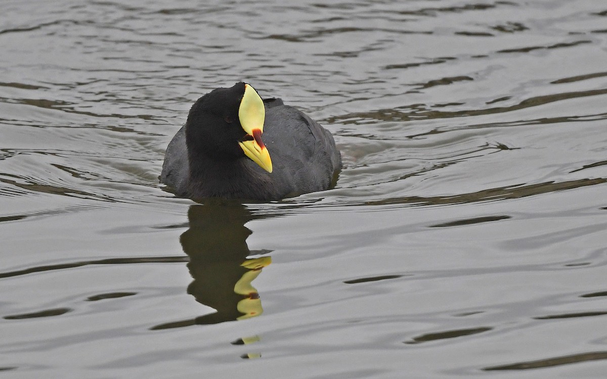 Red-gartered Coot - ML619176631