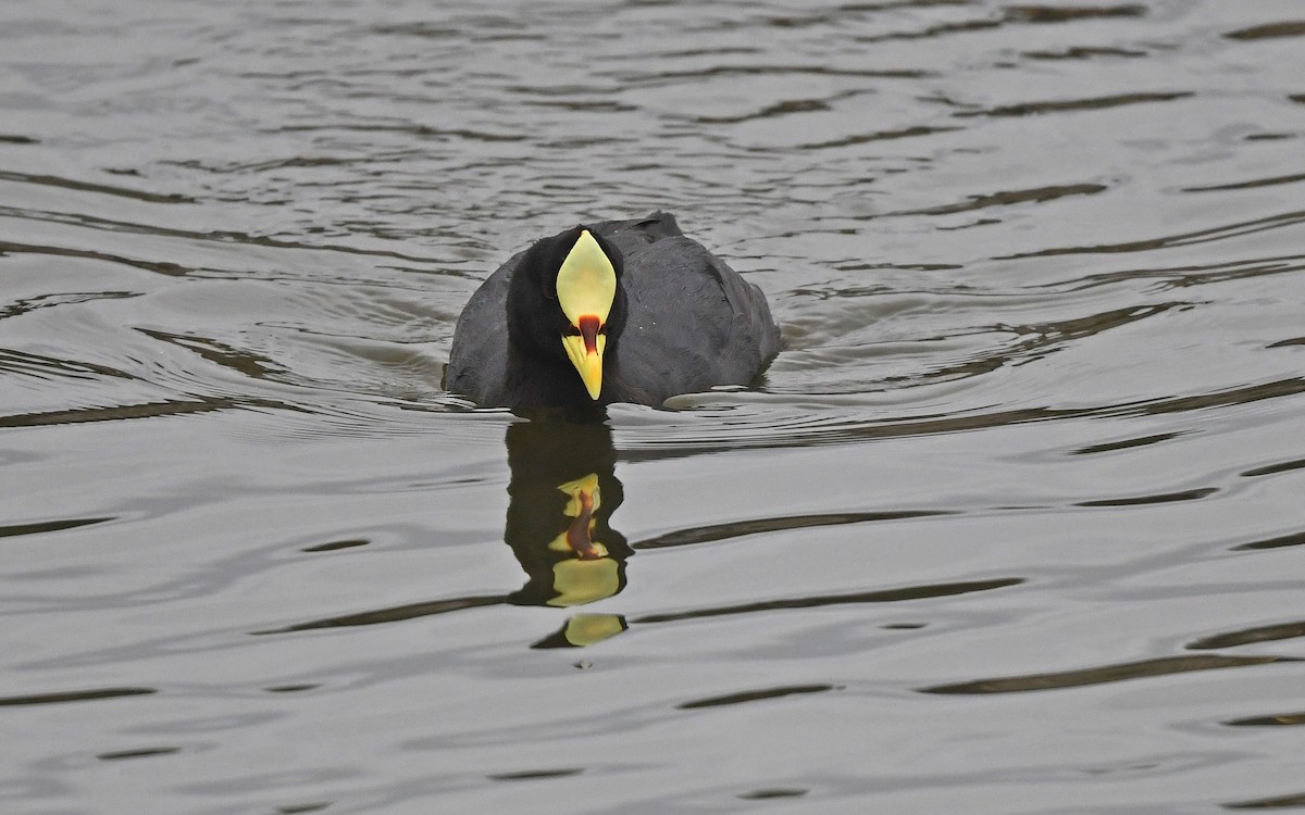 Red-gartered Coot - ML619176632
