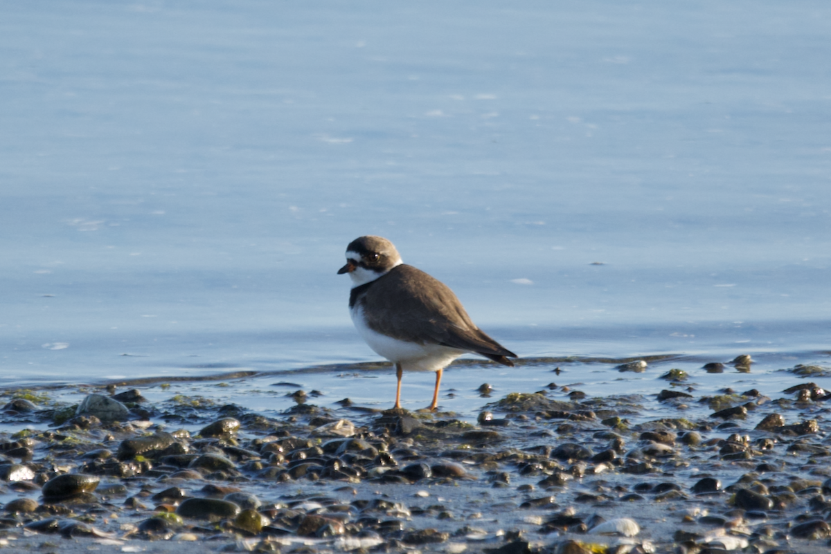 Semipalmated Plover - ML619176696