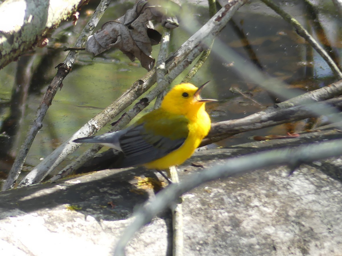 Prothonotary Warbler - ML619176723