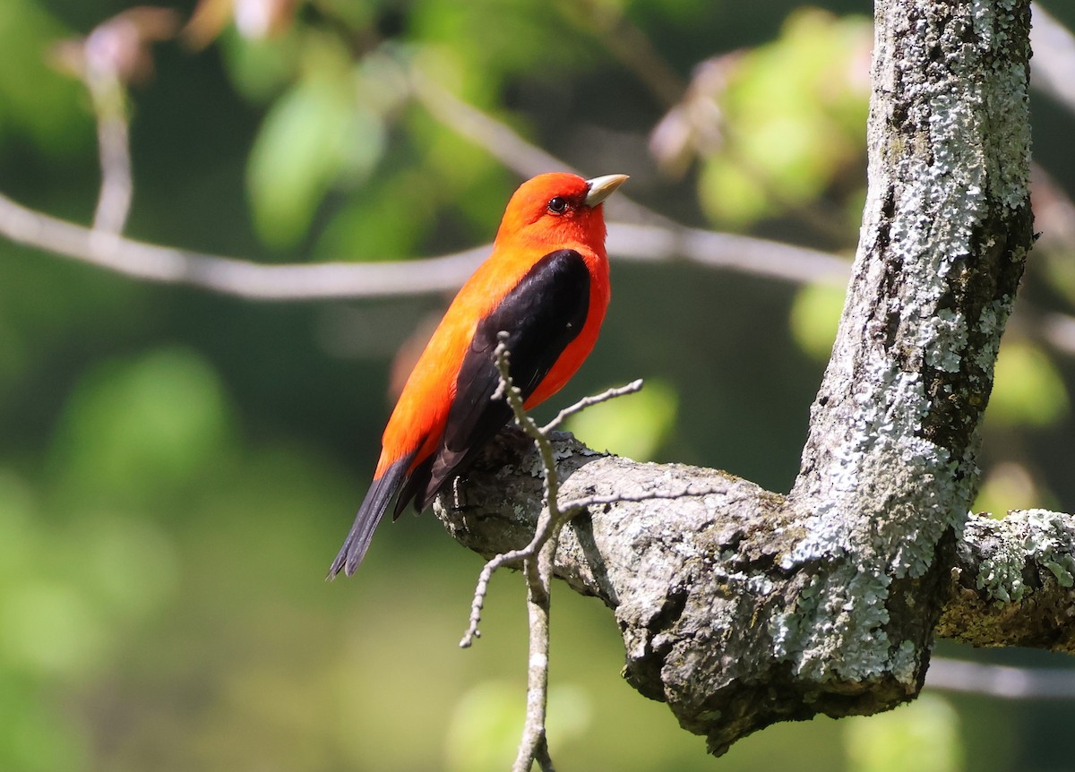 Scarlet Tanager - ML619176778