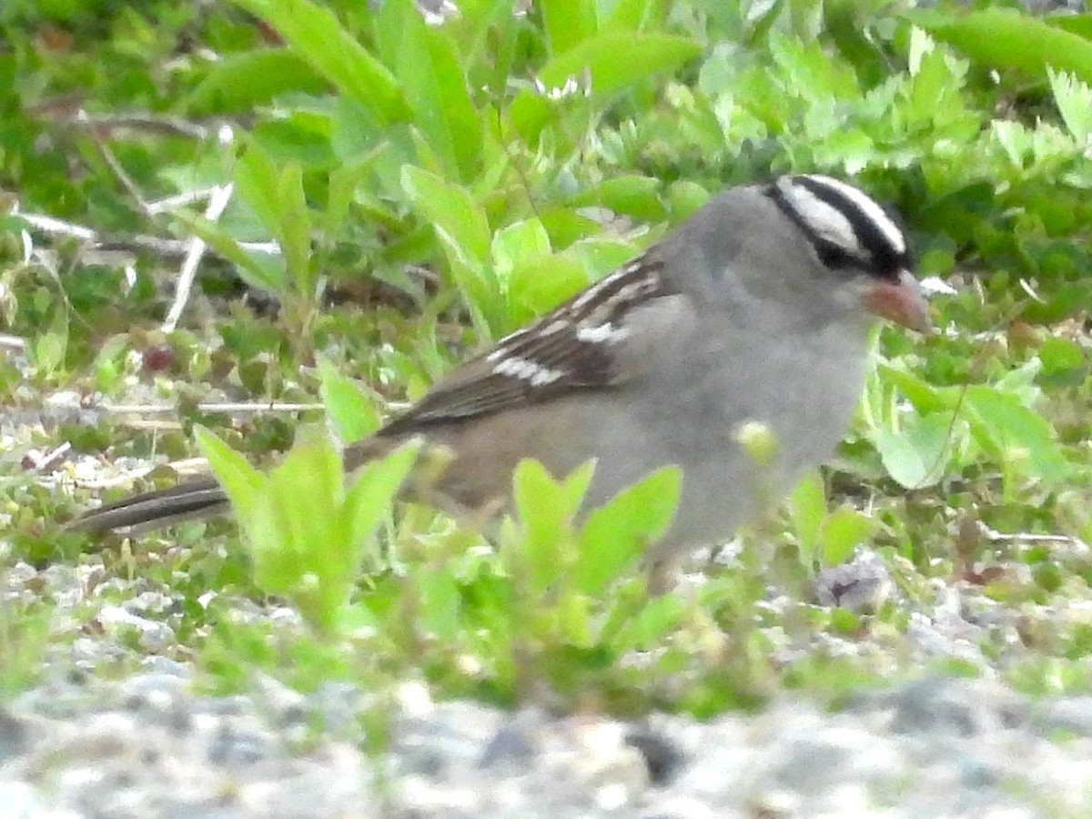 White-crowned Sparrow - ML619176789