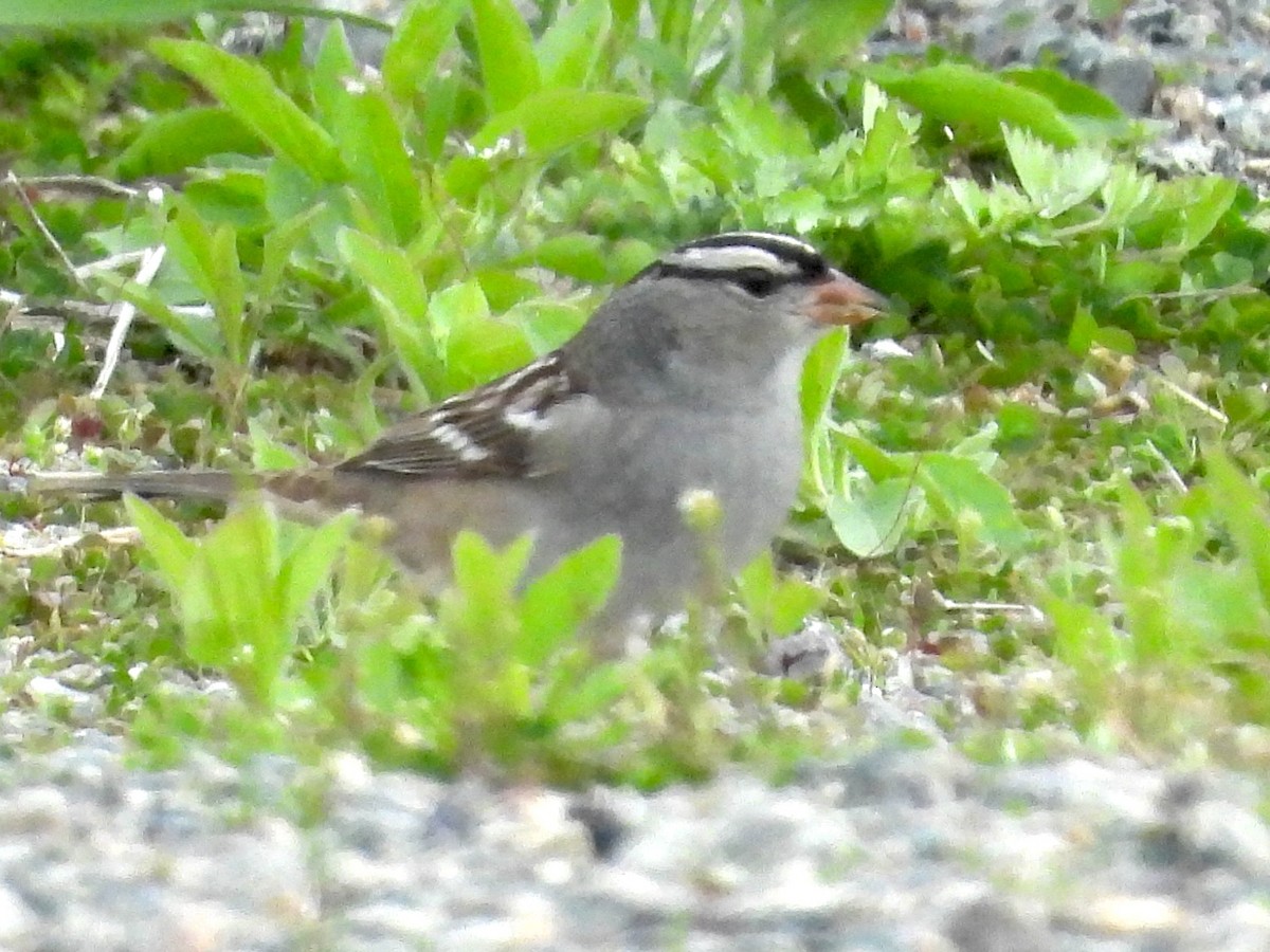 White-crowned Sparrow - ML619176790