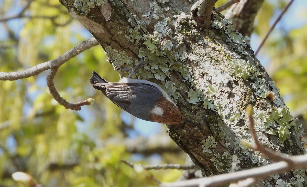 Brown-headed Nuthatch - ML619176812