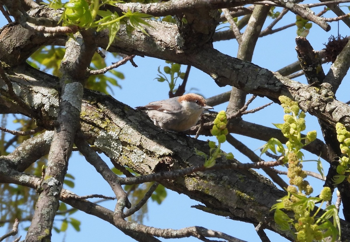 Brown-headed Nuthatch - ML619176813