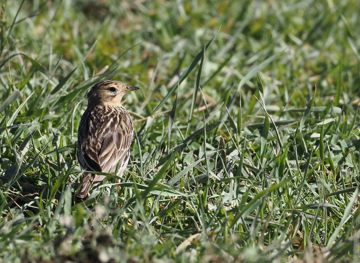 Red-throated Pipit - ML619176862