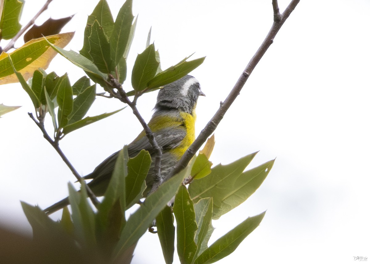 Crescent-chested Warbler - ML619176878