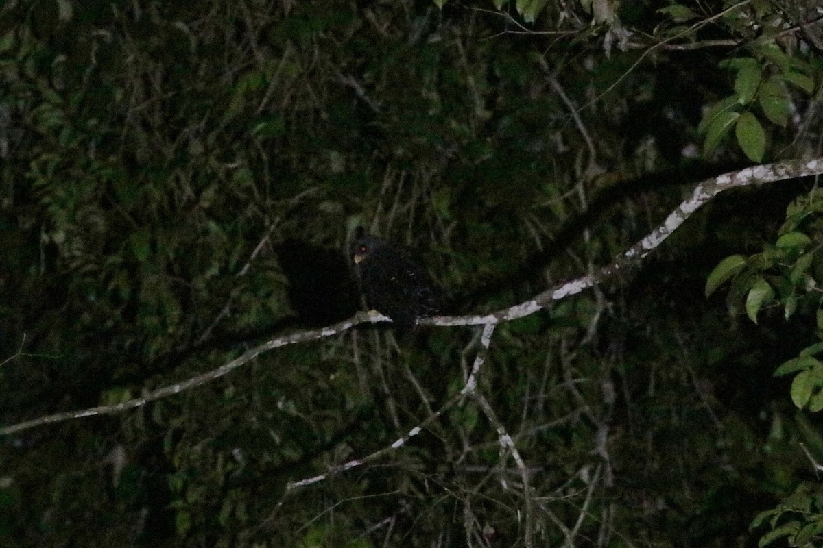 Black-banded Owl - ML619176889