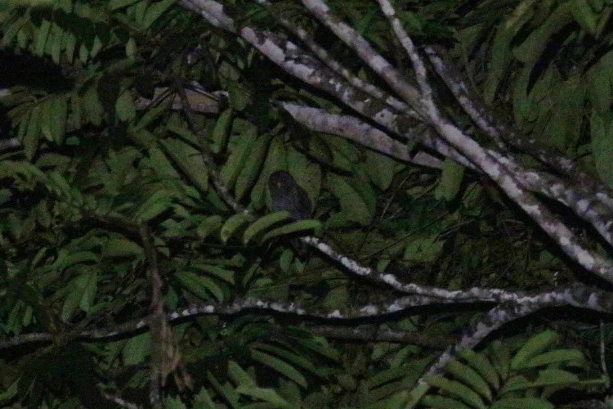 Black-banded Owl - ML619176890
