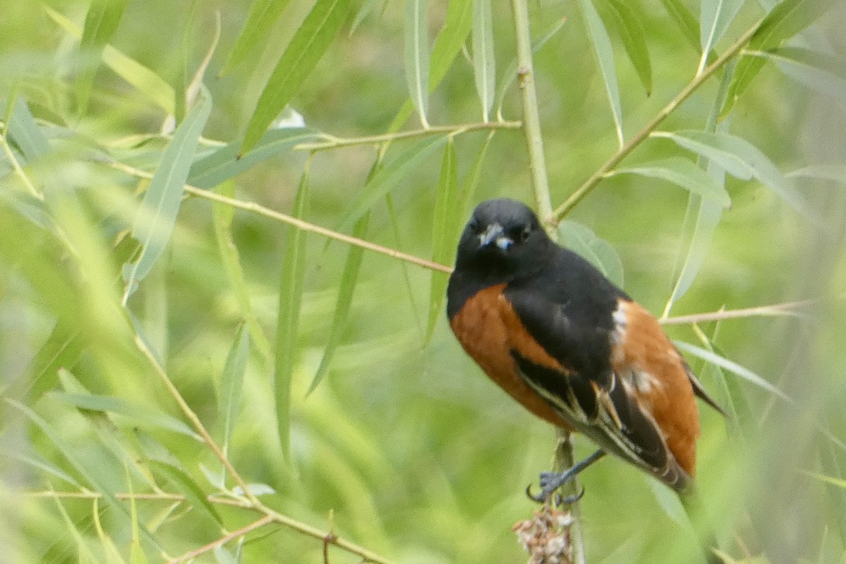 Orchard Oriole - ML619176903