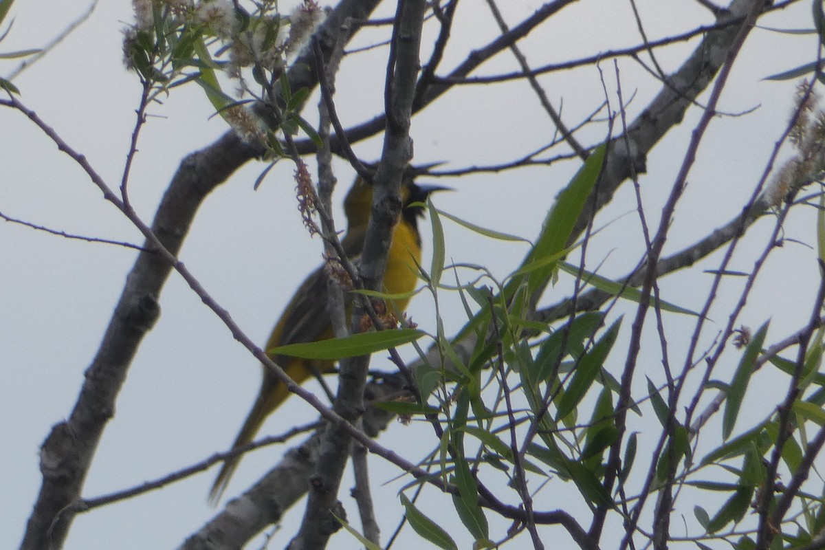 Orchard Oriole - ML619176904